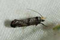 Paraswammerdamia nebulella