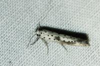 Yponomeuta irrorella