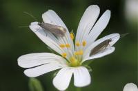 Coleophora lutarea