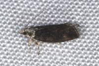 Zeiraphera isertana