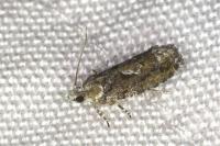 Zeiraphera isertana