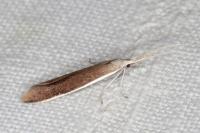 Coleophora albella