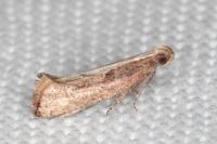 Acrolepiopsis vesperella