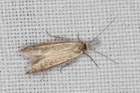 Pleurota pungitiella