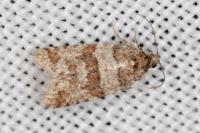 Isotrias