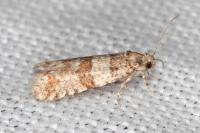 Isotrias