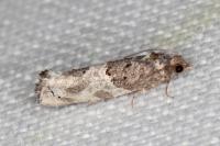 Phaneta pauperana