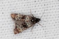 Hysterophora maculosana