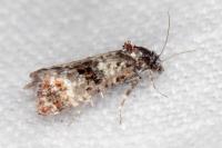 Hysterophora maculosana