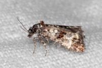 Hysterophora maculosana