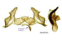 Cochylis epilinana