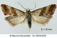 Cochylis epilinana