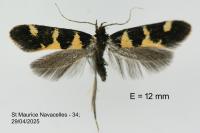Denisia augustella