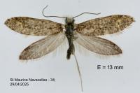 Dyseriocrania subpurpurella