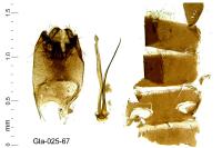Dyseriocrania subpurpurella