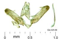 Elachista berndtiella