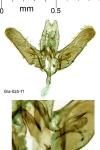 Elachista berndtiella