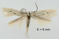 Elachista berndtiella