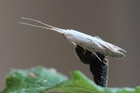 Coleophora anatipennella