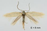 Elachista galliensis