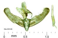 Elachista galliensis