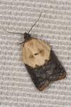 Acleris variegana