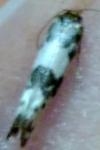 Enolmis acanthella