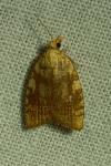 Aleimma loeflingiana