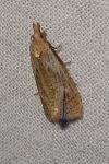 Phtheochroa inopiana