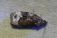 Apotomis capreana