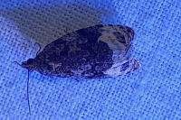 Apotomis capreana