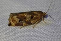 Archips xylosteana