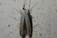 Coleophora