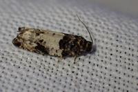Gypsonoma sociana