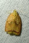 Acleris forsskaleana