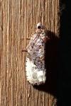 Hedya nubiferana