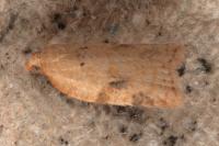 Acleris