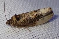 Hedya nubiferana