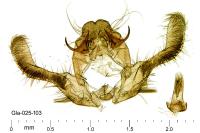 Acroclita subsequana
