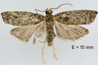 Acroclita subsequana