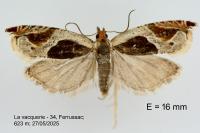 Ancylis unculana