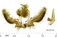 Ancylis unculana