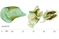 Ancylis sparulana