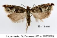 Ancylis sparulana