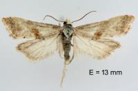 Cochylis epilinana