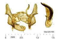Cochylis epilinana