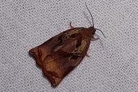 Archips podana