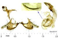 Coleophora mayrella