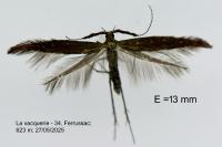 Coleophora mayrella