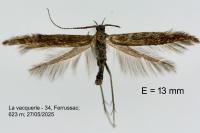 Coleophora variicornis